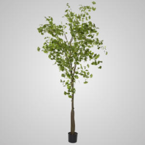 Ginko Tree Potted 2.4m