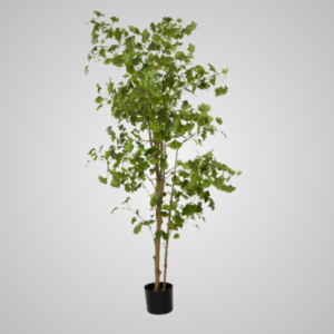 Ginko Tree Potted 1.8m
