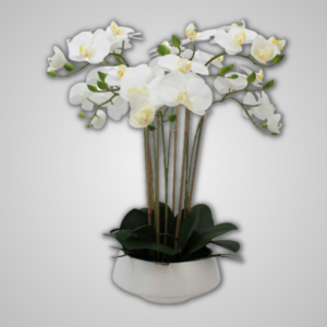 White Potted Orchid 51cm