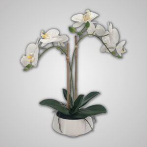 White Potted Orchid 41cm