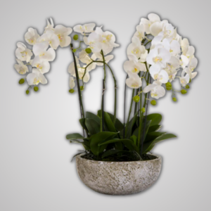White Potted Orchid 62cm