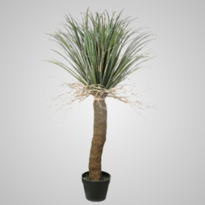 Grass Tree 1.1m