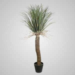 Grass Tree 2m