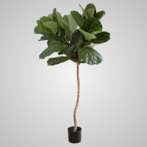 Fiddle Leaf Fig Potted Tree 2.1m