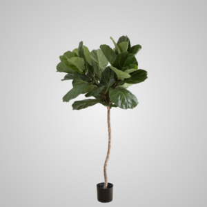 Fiddle Leaf Fig Potted Tree 1.5m