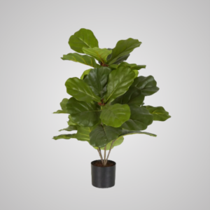 Fiddle Leaf Fig Potted 65cm