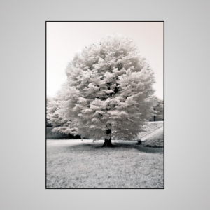 White Blossom